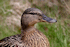 Female Mallard (Photo: Tom Curtis, FreeDigitalPhotos.net)