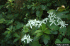Clematis terniflora (Photo: Chris Evans, River to River CWMA, Bugwood.org)