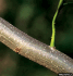 Twig and shoot (Photo: James H. Miller, USDA Forest Service, www.forestryimages.org)