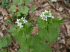 Flowers (Photo: Leslie J. Mehrhoff, University of Connecticut)