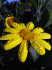 Chrysanthemoides monilifera (Photo: Tim Parkinson, flickr.com/photos/timparkinson (http://creativecommons.org/licenses/by/2.0/))