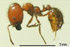 Solenopsis geminata worker lateral view (Photo: Japanese Ant Color Image Database)