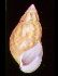 Achatina fulica shell (Photo credit: T.A. Burch and R.H. Cowie)