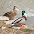 A male and female pair (Photo:  Richard Bartz,  www.commons.wikimedia.org)