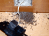 Ants inside plug (Photo: Xavier Espadaler, Universitat Aut�noma de Barcelona)