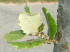 Aphid tending on Quercus ilex by Lasius neglectus workers (Photo: Xavier Espadaler, Universitat Aut�noma de Barcelona)