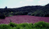 Lake covered in ferny Azolla (Photo: John Clayton, NIWA)