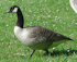 Branta canadensis (Photo: David.Monniaux, www.commons.wikimedia.org)