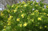 Chrysanthemoides monilifera (Photo: Trevor James, AgResearch)