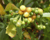 Chrysanthemoides monilifera fruits (Photo: Trevor James, AgResearch)
