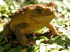 Cane toad (Photo: Craig G. Morley)