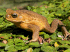 Cane toad (Photo: Craig G. Morley)