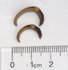 Dendrobaena octaedra (Photo: University of Minnesota)