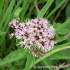 Eupatorium cannabinum flower head (Photo: � Jeremy Lee, Desktop Design Services)