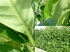 Lasius neglectus on extrafloral nectaries of cherry laurel (Prunus laurocerasus). Insert:  Hedge of cherry laurel, a plant frequently used as a hedge (Photo: Xavier Espadaler, Universitat Aut�noma de Barcelona)
