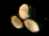 Eggs of Lasius neglectus, ready to eclose (Photo: Xavier Espadaler, Universitat Aut�noma de Barcelona)
