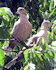 Eurasian collared dove (Photo: Bogdan, www.commons.wikimedia.org)