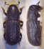 2 views of the beetle (Photo: Fdcgoeul, www.commons.wikimedia.org)