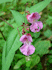 Impatiens glandulifera (Photo: ArtMechanic, www.commons.wikimedia.org)