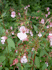 Impatiens glandulifera (Photo: Avatar, www.commons.wikimedia.org)