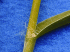 Pennisetum ciliare (Photo: Marilyn Hanson)