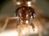 Male, frontal view of head (Photo: Xavier Espadaler, Universitat Aut�noma de Barcelona)