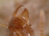 Worker mandible; note seven teeth (Photo: Xavier Espadaler, Universitat Aut�noma de Barcelona)