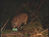 Norway rat taking bait on Campbell Island (Photo: Peter and Judy Morrin Wildlife Photography)