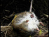 Dead Norway rat on Campbell Island (Photo: Peter and Judy Morrin Wildlife Photography)