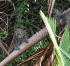 Long-tailed macaque (Photo: Neville Kemp)