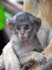 A baby patas monkey (Photo: Chuckupd, www.wikipedia.org)