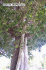 Ficus rubiginosa established on a Grevillia robusta tree (Photo: John R McPherson)