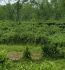 Mikania micrantha invading a tea plantation in India (Photo: Carol Ellison, CABI BioScience)