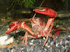 Procambarus clarkii (Photo: Mike Murphy, www.wikipedia.org)