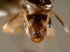 Queen, frontal view of head (Photo: Xavier Espadaler, Universitat Aut�noma de Barcelona)