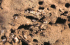 Queen larvae, ready to spin coccoon (Photo: Xavier Espadaler, Universitat Aut�noma de Barcelona)
