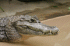 Spectacled Caiman (Photo: Robert Lawton, www.commons.wikimedia.org)