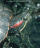 Red-eared slider (Photo: Wayne Van Devender)