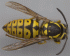 Queen Vespula pensylvanica (Photo: David Foote, U. S. Geological Survey)