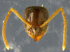 Worker, frontal view of head (Photo: Juan Jes�s L�pez at Mijas, M�laga, Spain. Webmaster@formicidae.com)