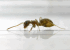 Worker, lateral view (Photo: Juan Jes�s L�pez at Mijas, M�laga, Spain. Webmaster@formicidae.com)