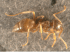 Worker, lateral view (Photo: Xavier Espadaler, Universitat Aut�noma de Barcelona)