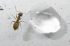 Worker, top view (Photo: Juan Jes�s L�pez at Mijas, M�laga, Spain. Webmaster@formicidae.com)
