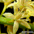 Close up of Adenanthera pavonina flower (Photo: Dr Gerald Carr, University of Hawai i)