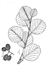 Alnus glutinosa (Photo: USDA-NRCS PLANTS Database)