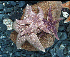 Northern Pacific seastar (Photo: Jan Haaga)