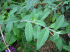 Butterfly bush (Photo: � J.S. Peterson. USDA NRCS NPDC. Royal Botanic Gardens, Sydney, NSW, Australia. March 13, 2002)