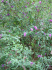 Butterfly bush (Photo: � J.S. Peterson. USDA NRCS NPDC. Royal Botanic Gardens, Sydney, NSW, Australia. March 13, 2002)