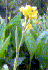 Canna indica (Photo: K Braun, Swaziland s Alien Plants Database)