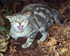 Felis catus on Chatham Island (Photo: Rex Williams, Chatham Island Taiko Trust)
